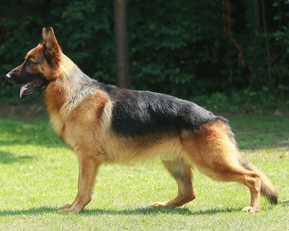 Pet insurance for German Shepherds