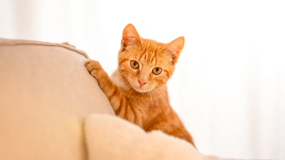 Pet insurance for indoor-only cats