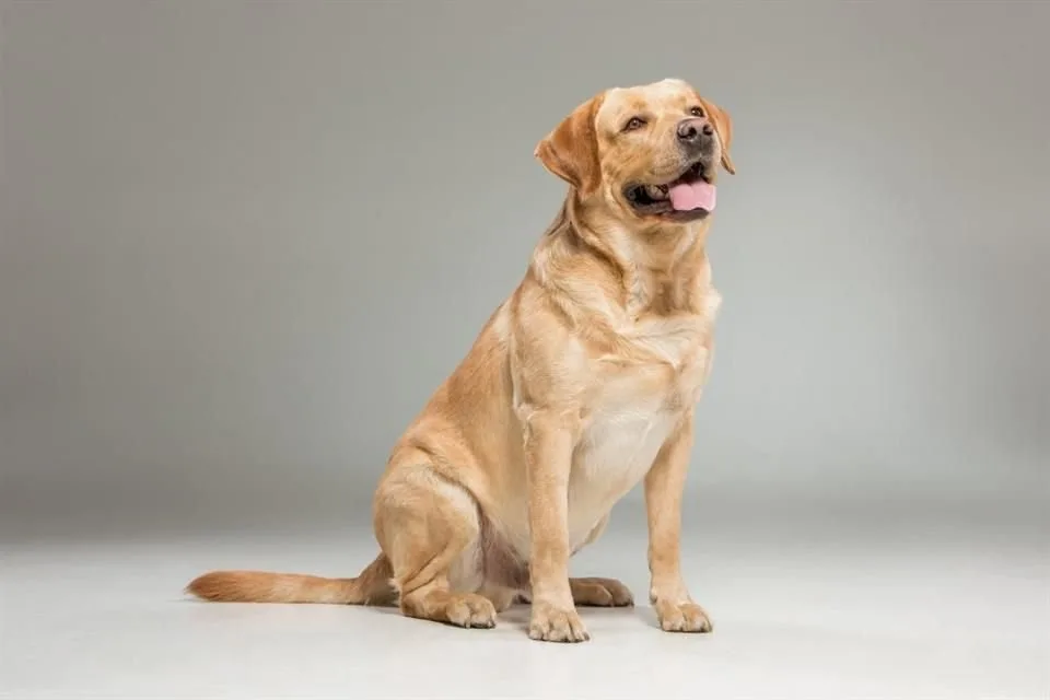 Pet insurance for Labrador Retrievers
