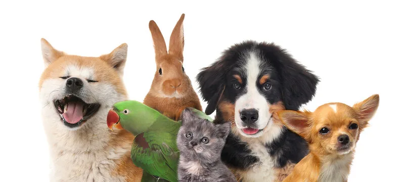 Pet insurance wellness add-on